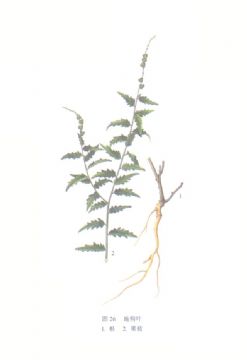 Speranskia Tuberculata Extract